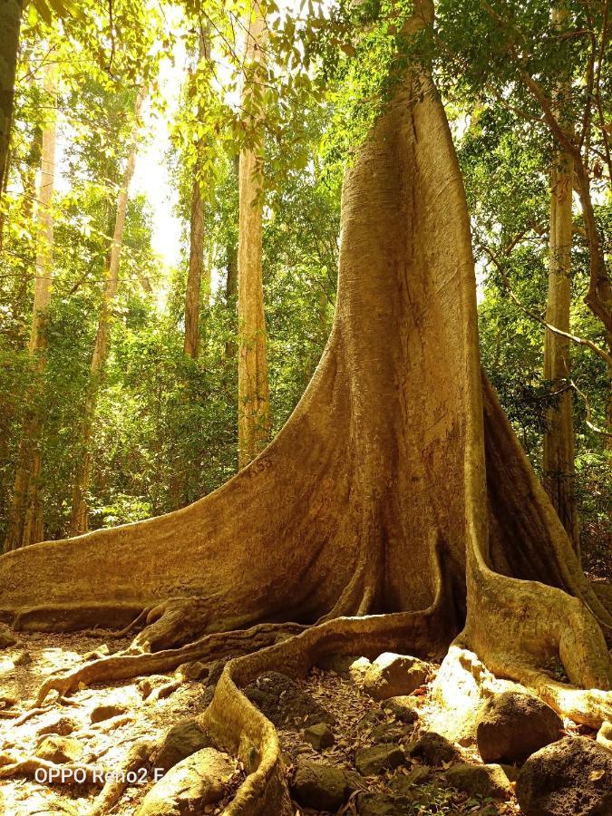 Forest Breath Eco-Lodge كات تيان المظهر الخارجي الصورة